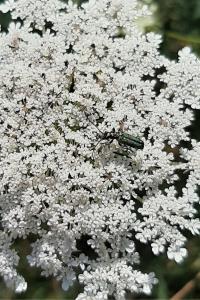 <i>Anogcodes seladonius</i>