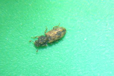 <i>Synchita undata</i>