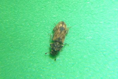 <i>Synchita undata</i>
