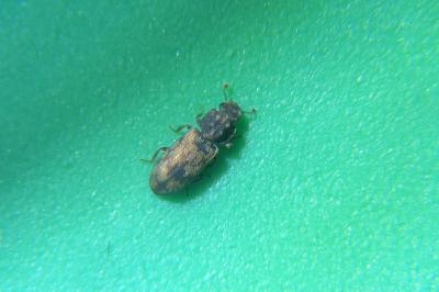 <i>Synchita undata</i>