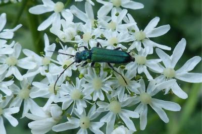 <i>Anogcodes seladonius</i>