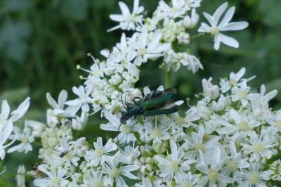 <i>Anogcodes seladonius</i>