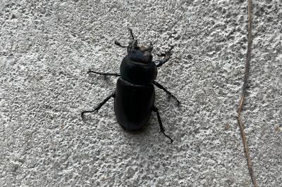 <i>Lucanus cervus</i>
