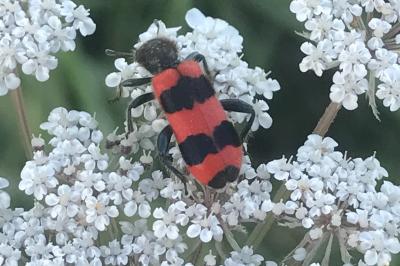 <i>Trichodes apiarius</i>