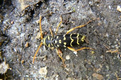 <i>Plagionotus arcuatus</i>
