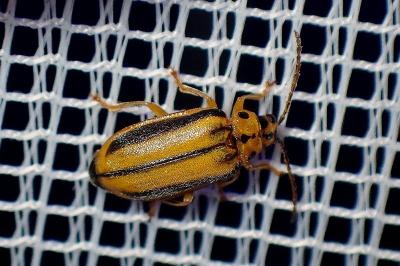 <i>Xanthogaleruca luteola</i>