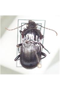 <i>Abax parallelepipedus</i>