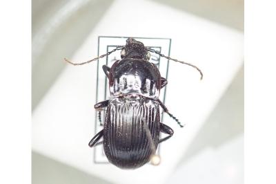 <i>Abax parallelepipedus</i>