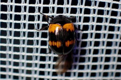 <i>Diaperis boleti</i>