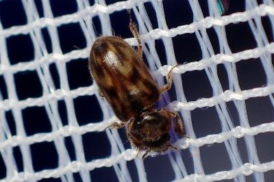 <i>Heterocerus</i>