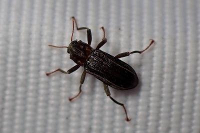 <i>Stenelmis canaliculata</i>