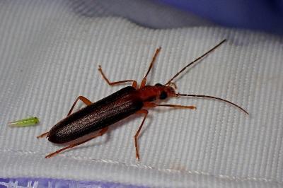 <i>Nacerdes carniolica</i>