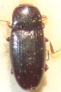<i>Cerylon histeroides</i>