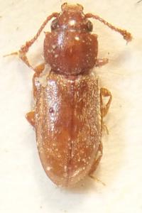 <i>Ahasverus advena</i>