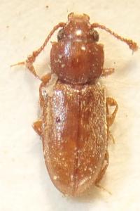 <i>Ahasverus advena</i>