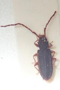 <i>Uleiota planatus</i>