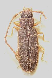 <i>Uleiota planatus</i>