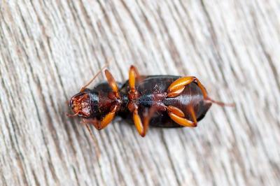 <i>Pseudoophonus rufipes</i>