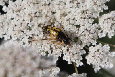 <i>Rutpela maculata</i>