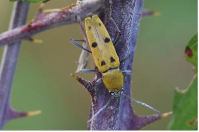 <i>Chlorophorus glabromaculatus</i>