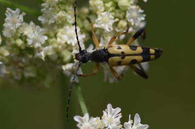 <i>Rutpela maculata</i>