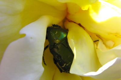 <i>Cetonia aurata</i>