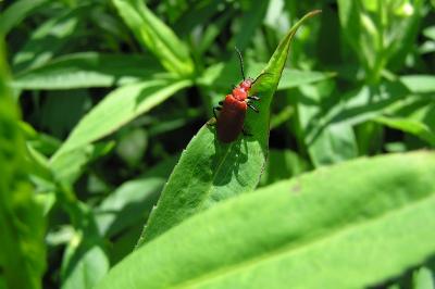 <i>Pyrochroa serraticornis</i>