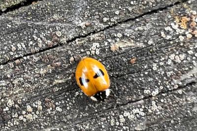 <i>Adalia bipunctata</i>