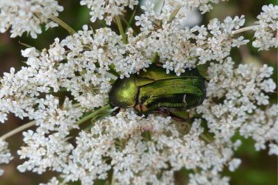 <i>Cetonia aurata</i>