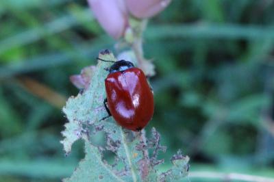 <i>Chrysomela populi</i>