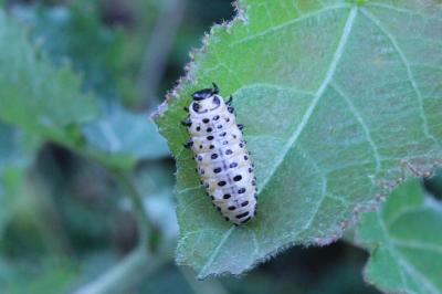 <i>Chrysomela populi</i>