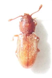 <i>Ahasverus advena</i>