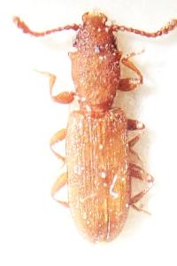 <i>Silvanus unidentatus</i>