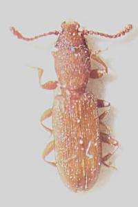 <i>Silvanus unidentatus</i>