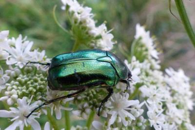<i>Cetonia aurata</i>