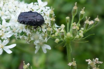 <i>Oxythyrea funesta</i>
