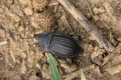 <i>Phosphuga atrata</i>
