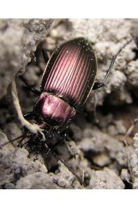 <i>Poecilus cupreus</i>