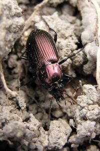 <i>Poecilus cupreus</i>
