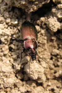 <i>Poecilus cupreus</i>