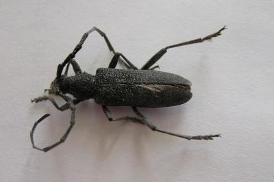 <i>Cerambyx scopolii</i>