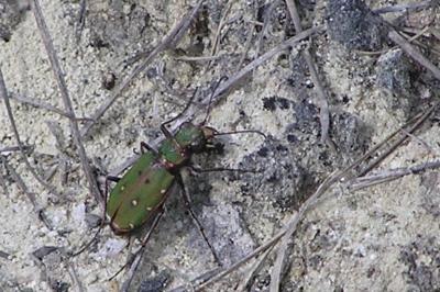 <i>Cicindela campestris</i>