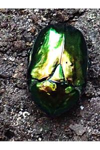 <i>Cetonischema speciosissima</i>