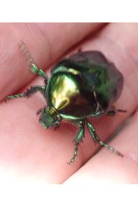 <i>Cetonischema speciosissima</i>