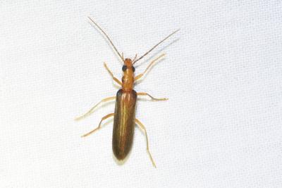 <i>Nacerdes carniolica</i>