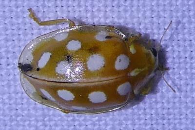 <i>Halyzia sedecimguttata</i>
