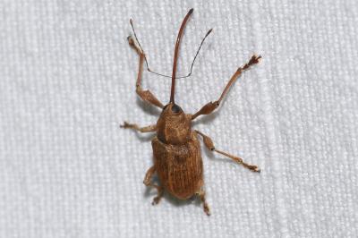 <i>Curculio elephas</i>