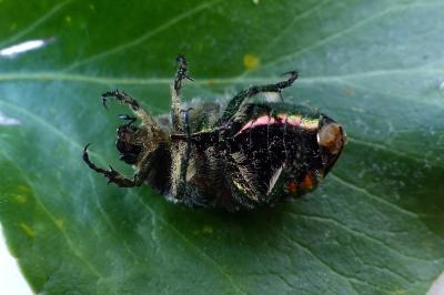 <i>Cetonia aurata</i>