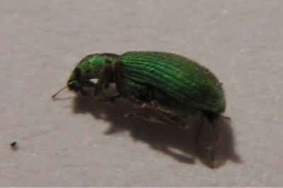 <i>Polydrusus impressifrons</i>
