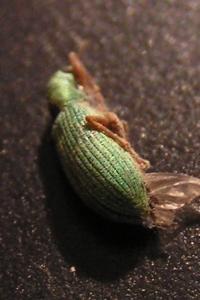 <i>Polydrusus impressifrons</i>